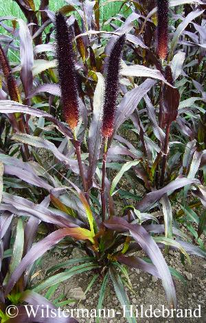 Pennisetum glaucum Purple Majesty