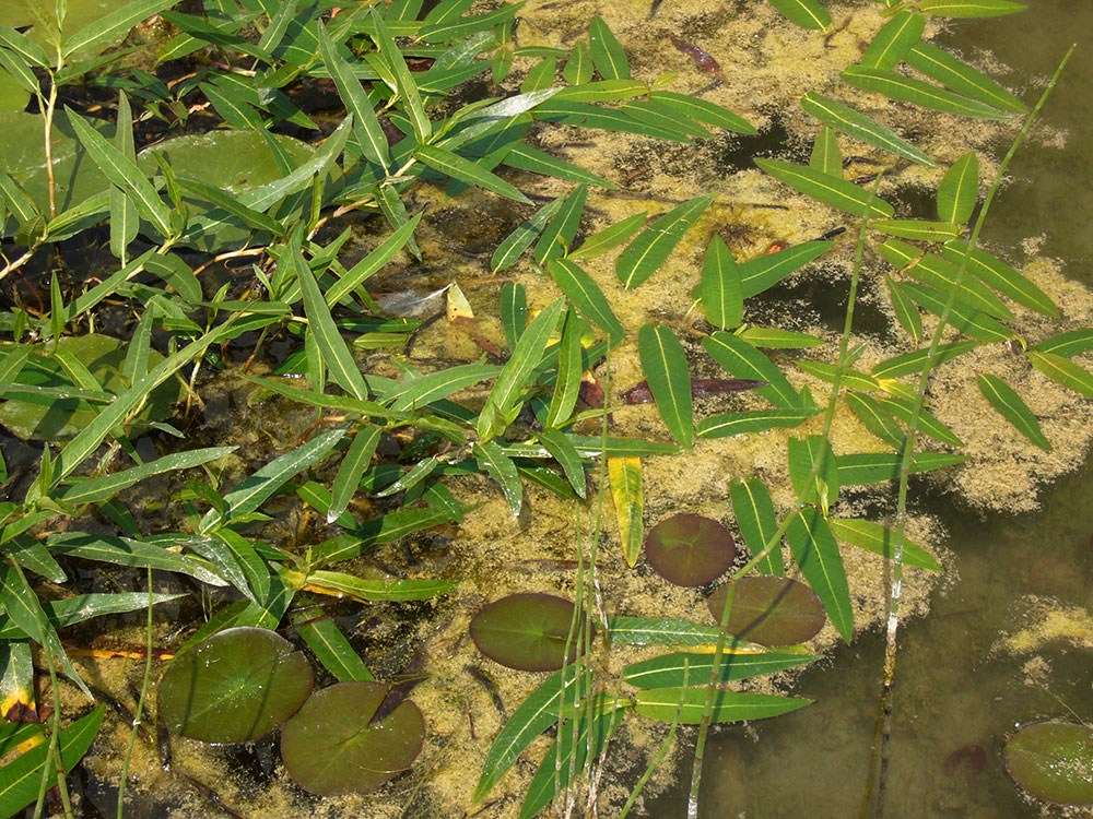 Wasserknöterich auf einem Teich