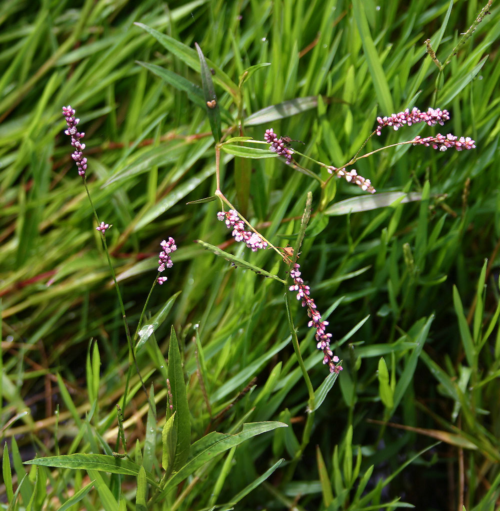 Persicaria decipiens