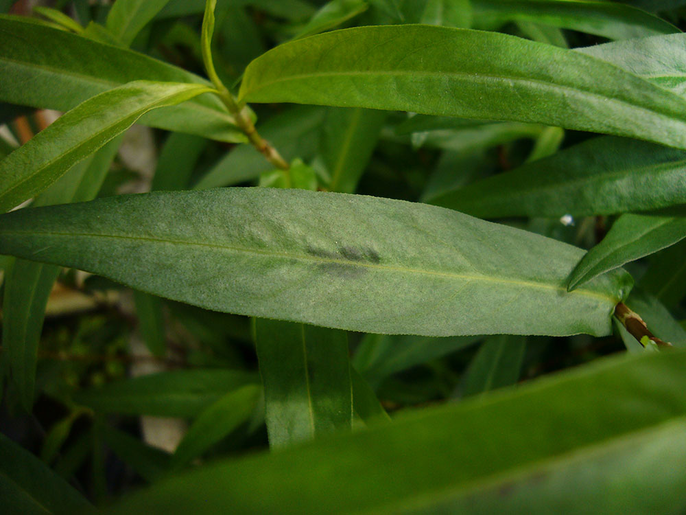 Auf den ausgewachsenen Blättern ist oft ein dunkler Fleck.