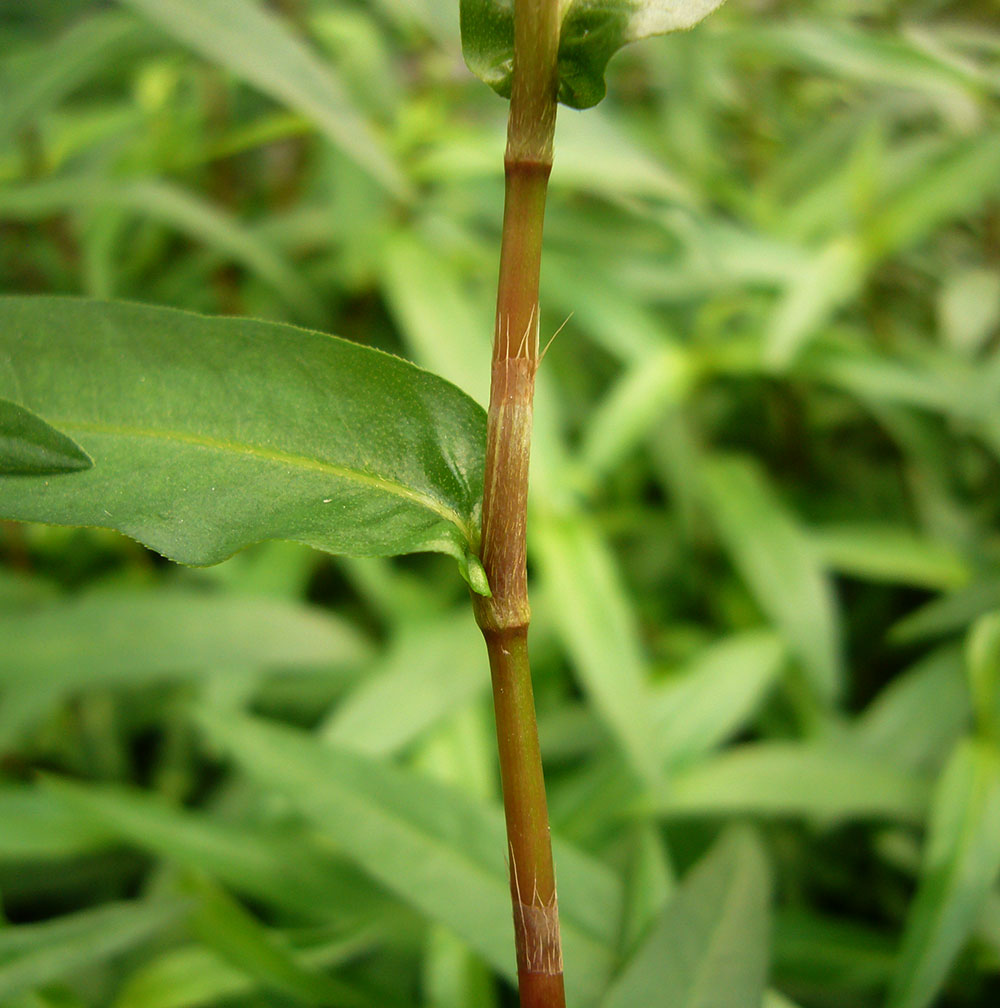 Ochrea der unbekannten Persicaria