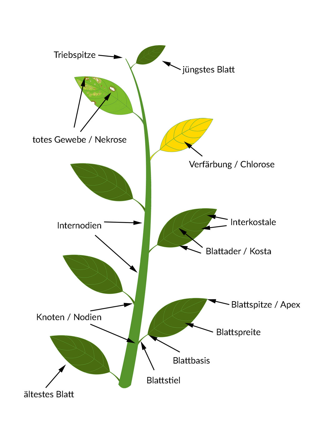 Bezeichnung verschiedener Pflanzenteile