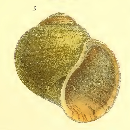 Gehäuse von Pila occidentalis