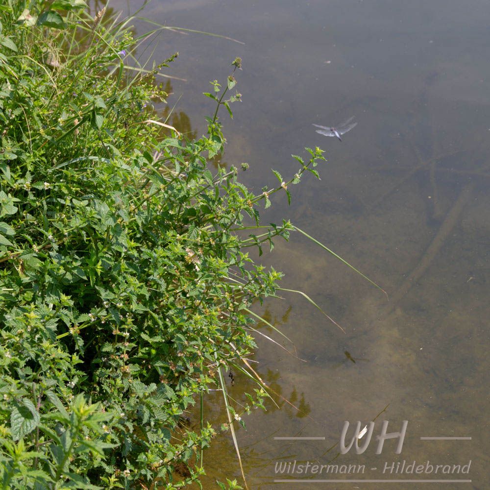 Wasserminze und Plattbauch