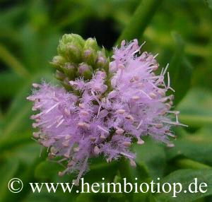 Blütenstand von Pogostemon helferi