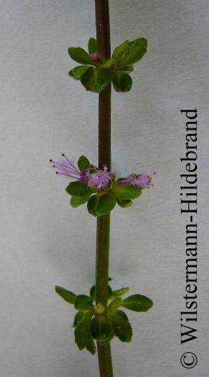 Pogostemon helferi Langtrieb mit Blüten