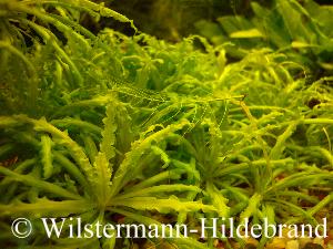 Pogostemon helferi im Aquarium