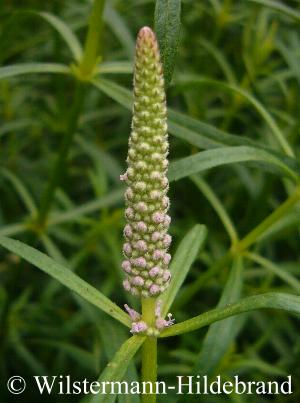 Knospen von Pogostemon stellatus