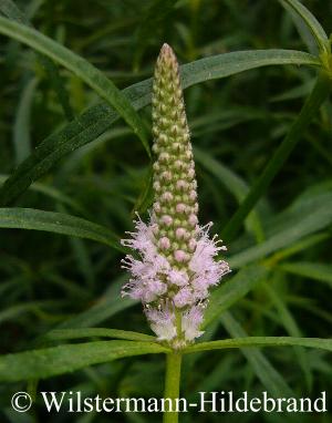 sich Öffnende Blüten von Pogostemon stellatus