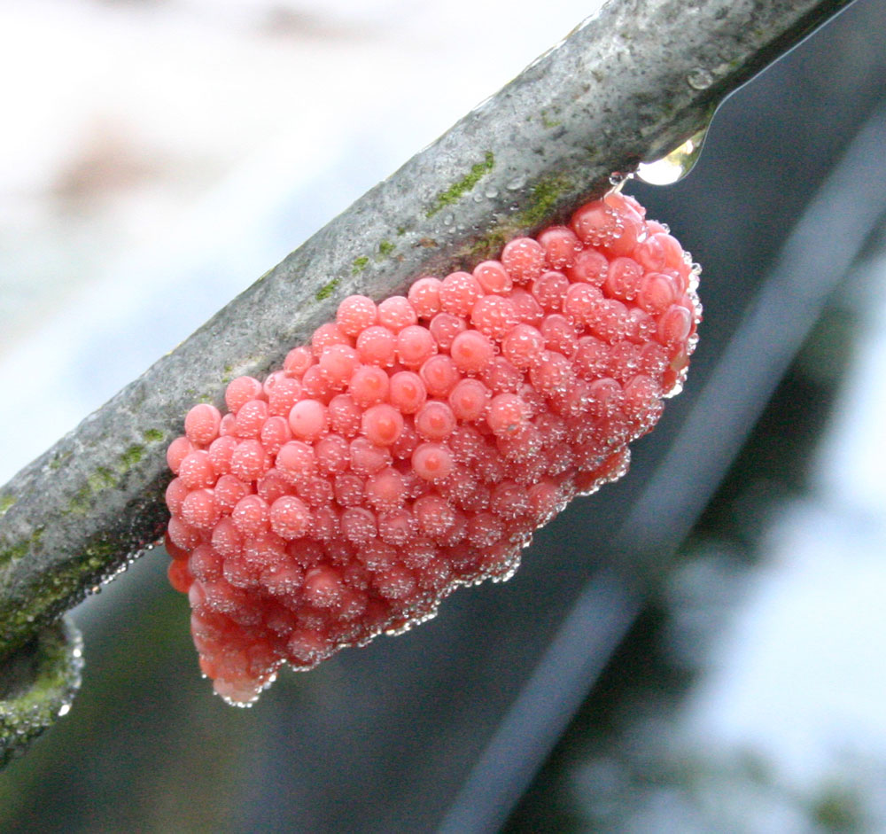 Gelege von Pomacea canaliculata