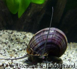 violette Apfelschnecke