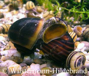 Pomacea glauca bei der Paarung