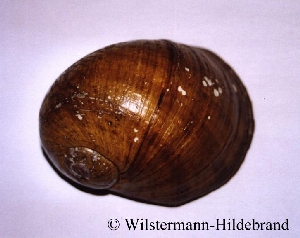 Gehäuse von Pomacea megastoma