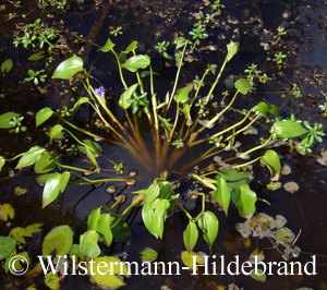 Pontederia cordata in Australien