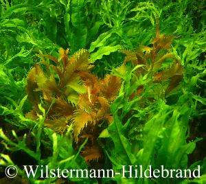Unterwasserform von Proserpinaca mit Windelow-Farn