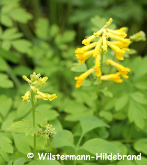 Blüten vom Gelben Lerchensporn