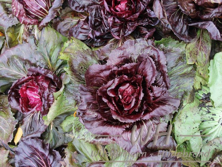 Radicchio im Beet