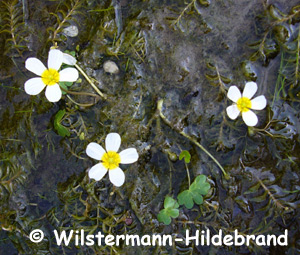 Haarblättriger Wasserhahnenfuß