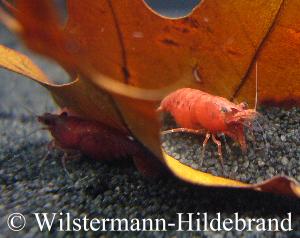 Red-Fire-Garnele