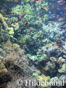 Riffaquarium im Loro Parque