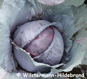 Rotkohl im Beet