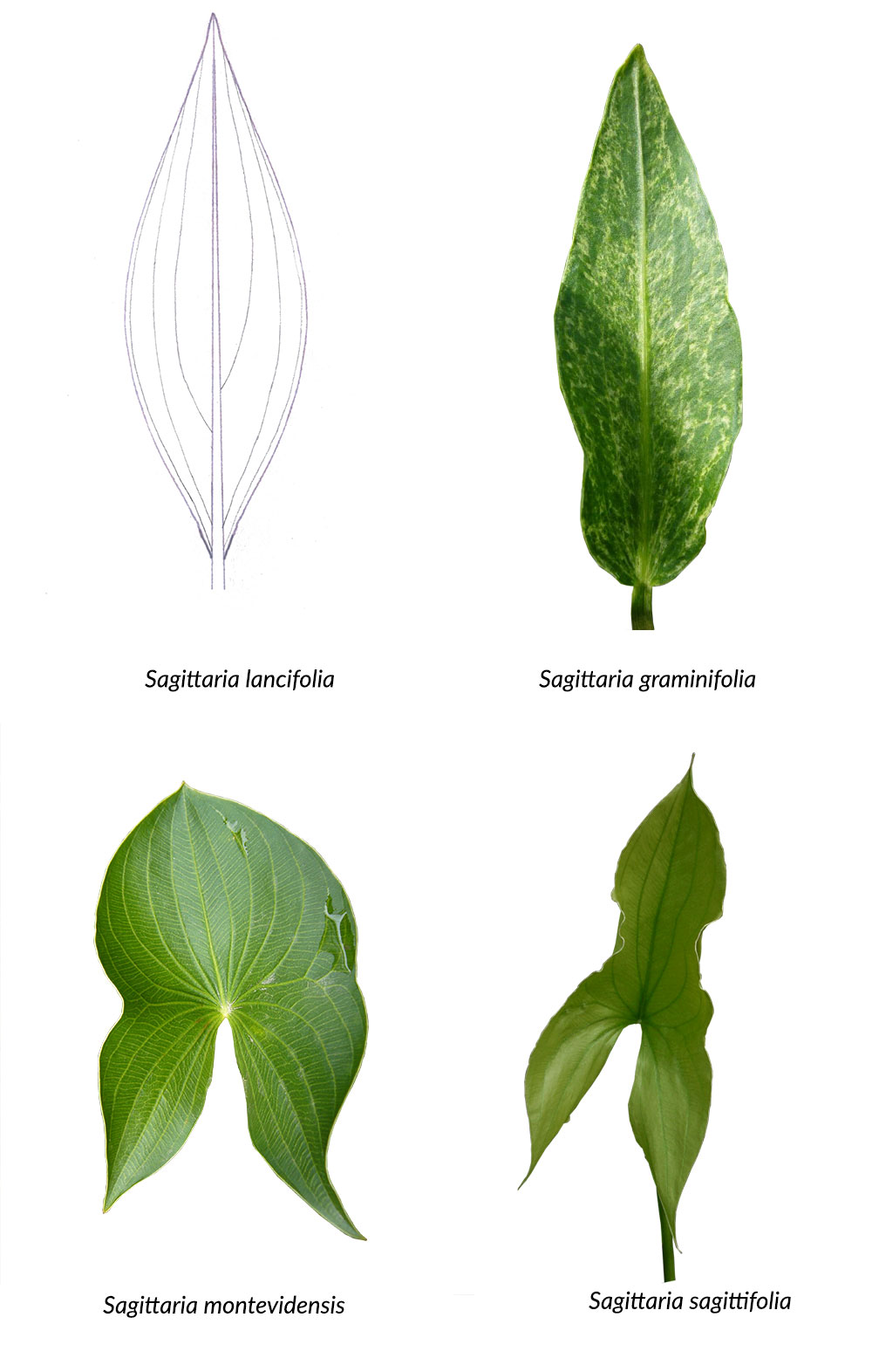 Vergleich zwischen der Aderung verschiedener Sagittaria-Arten