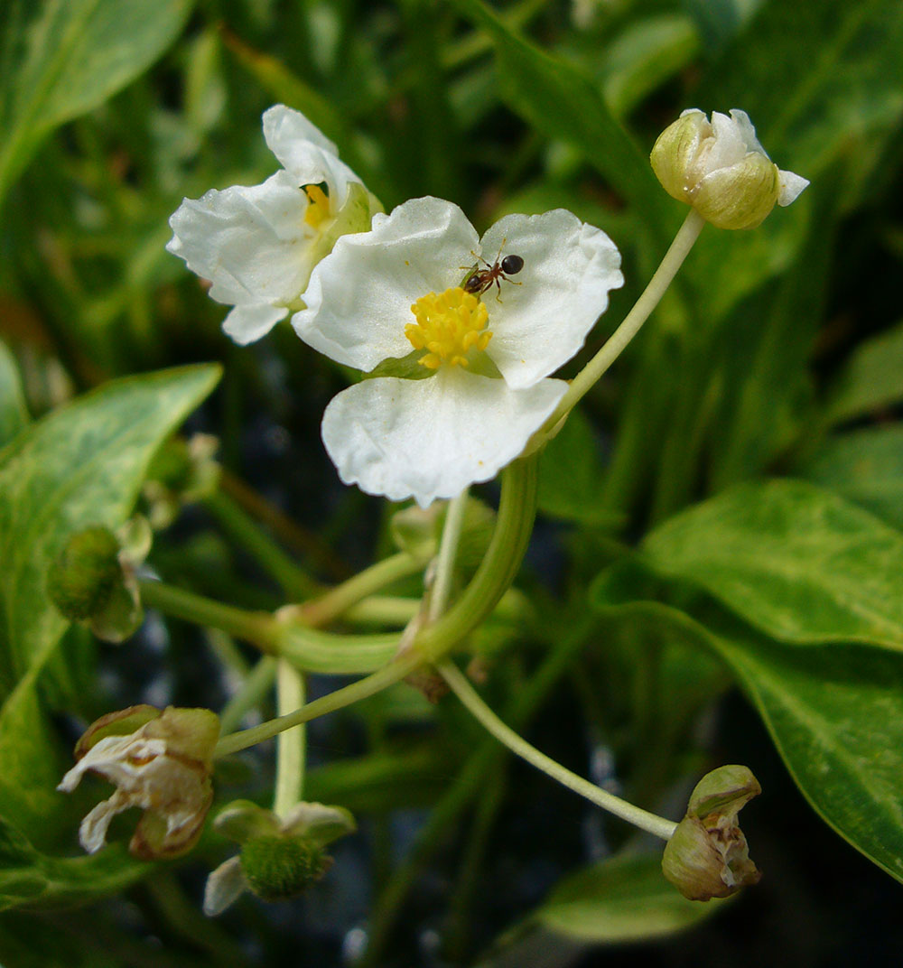 Sagittaria graminea Blüten