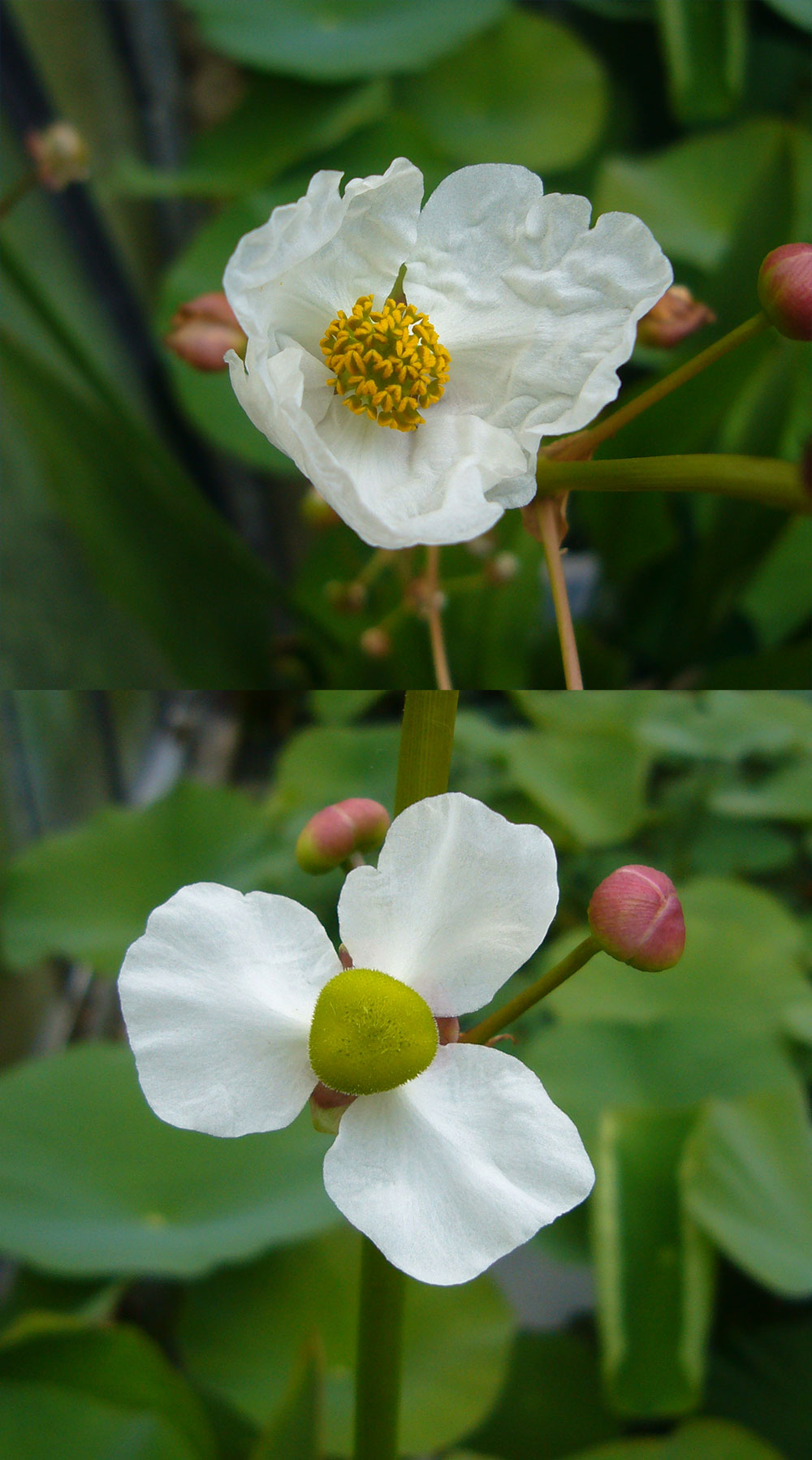 Sagittaria lancifolia Blüten