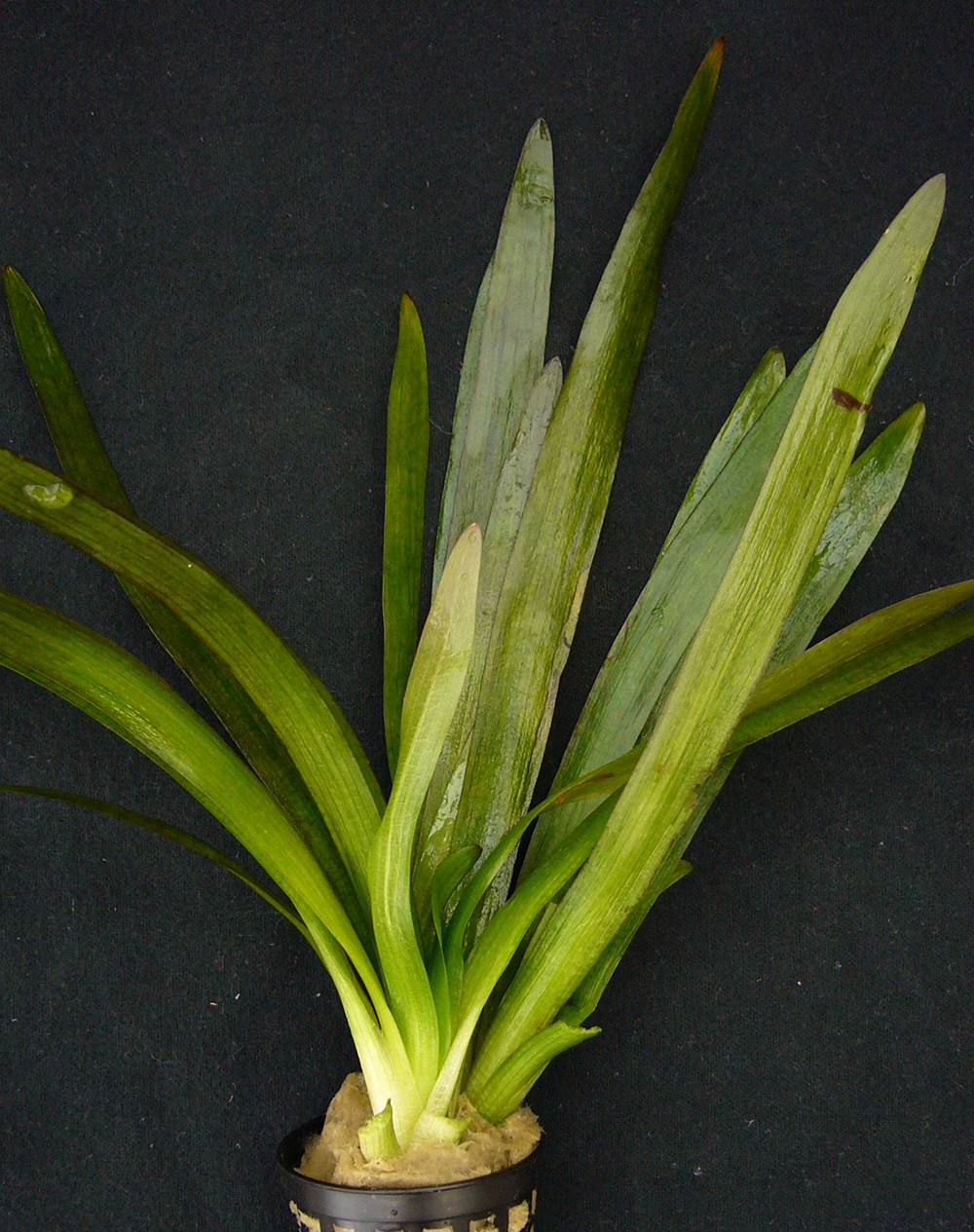 Sagittaria platyphylla submers