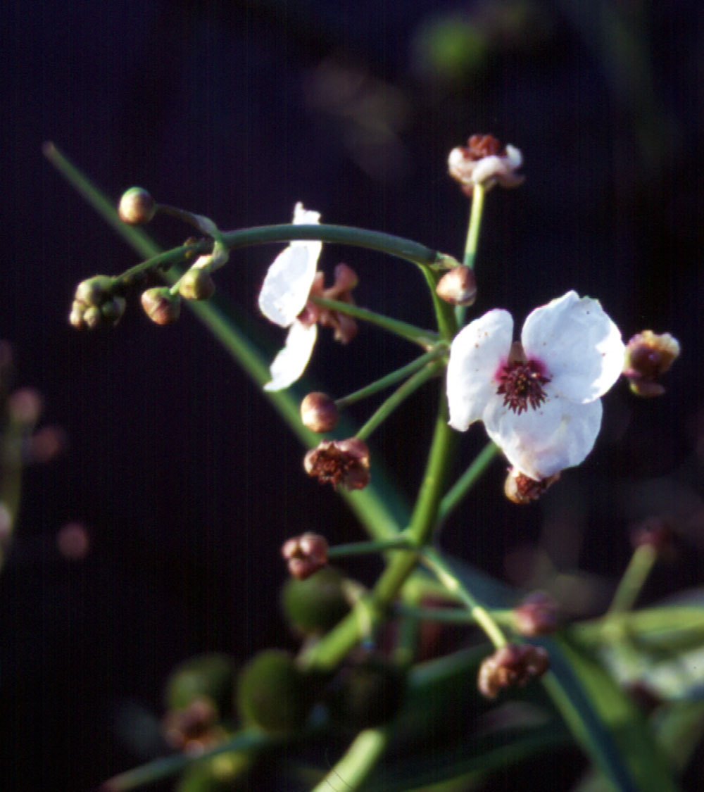 Blüte von Sagittaria sagittifolia