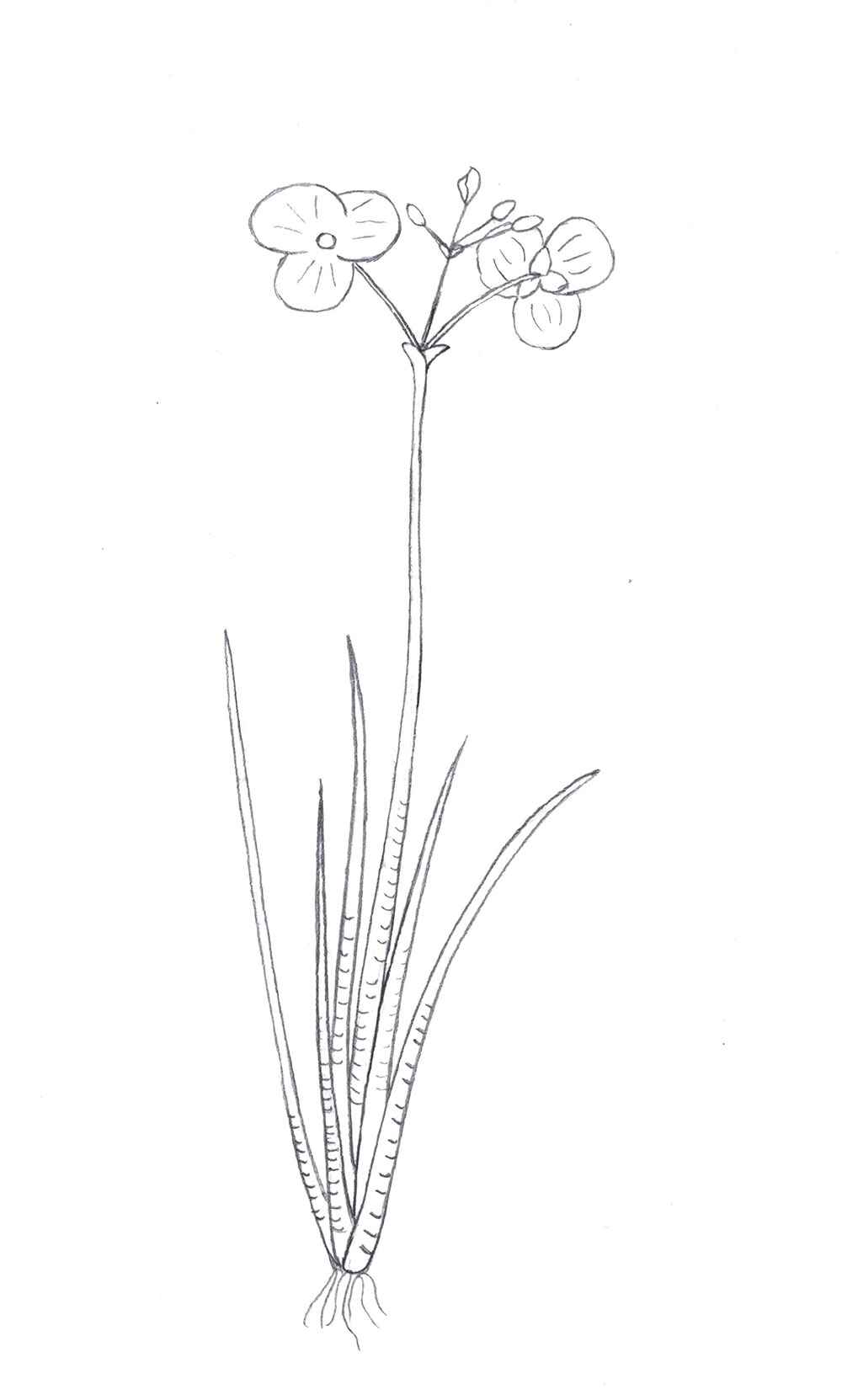 Zeichnung von Sagittaria teres