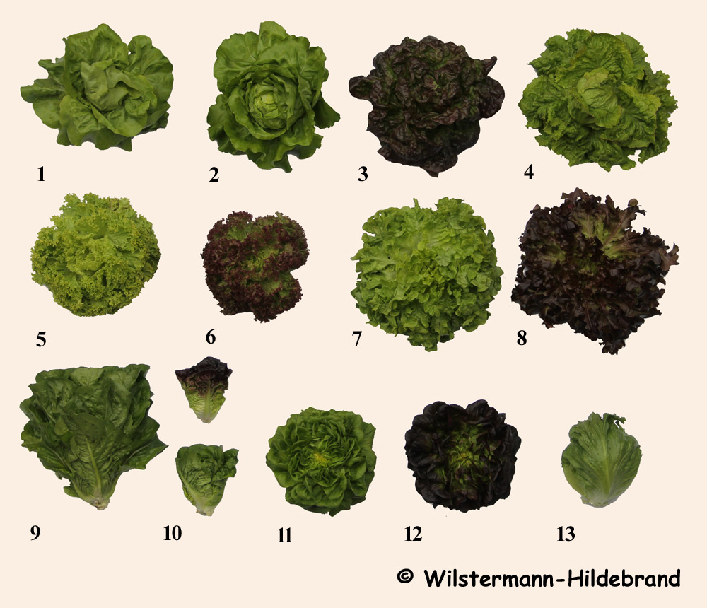 verschiedenen Salat-Typen