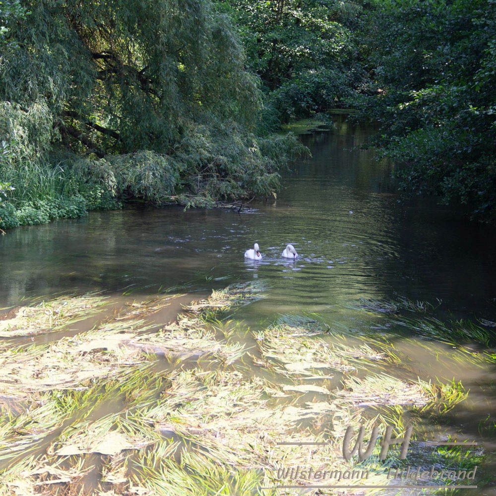 Schwäne zwischen Sparganium auf der Kasterer Mühlenerft am Golfclub