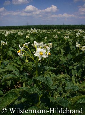 Kartoffel mit Blüte