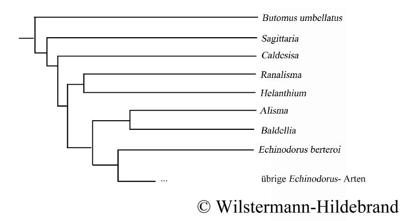 Stammbaum der Alismataceae