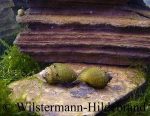 Thiara cancellata, die Haarige Turmdeckelschnecke