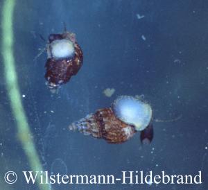 Stachel-Turmdeckelschnecke