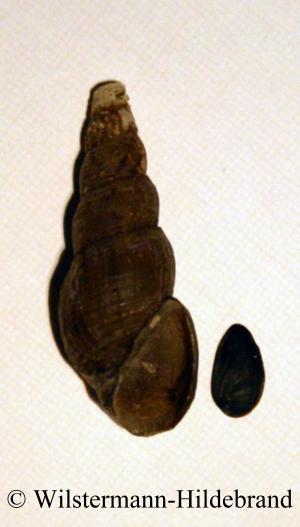 Melanoides tuberculata