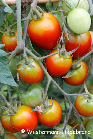 Grünkragen an Tomate