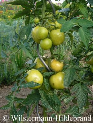 unreife Tomaten sind giftig