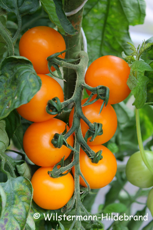 gelbe Tomaten