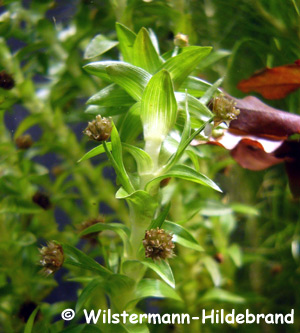 Blüten von Tonina fluviatilis