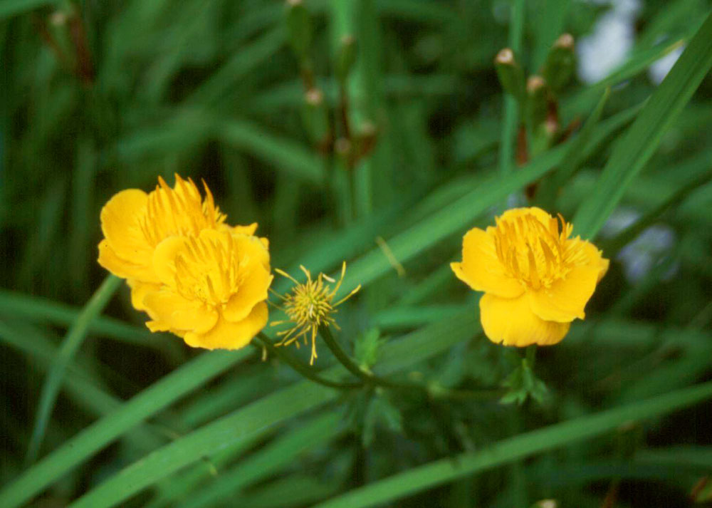 blühendes Trollius chinensis