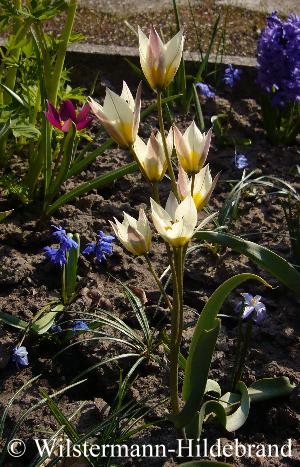 Tulipa clusiana