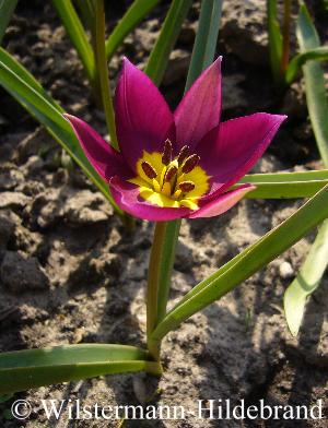 Tulipa humilis