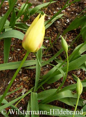 Tulipa marjoletti