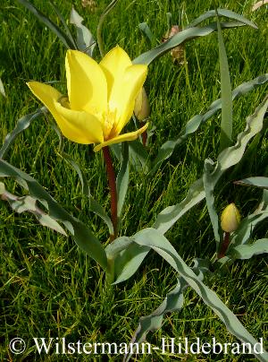 Tulipa montana var. chrysantha