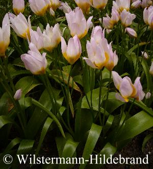 Tulipa saxatilis