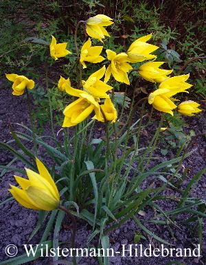 Tulipa sylvestris