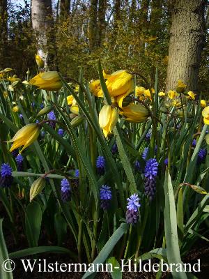 Tulipa sylvestris mit Muscari latifolia